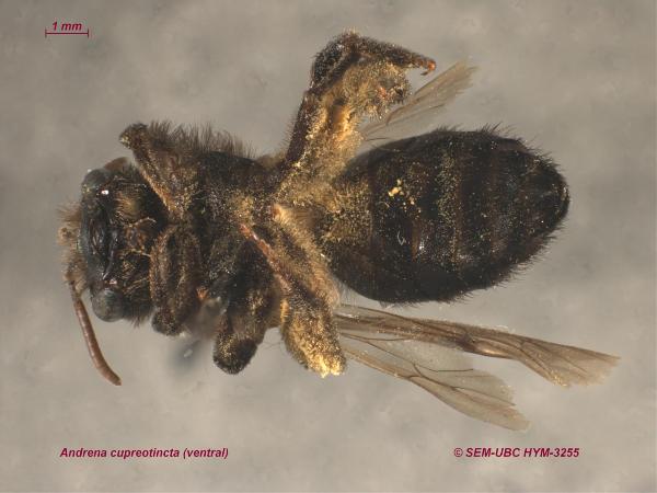 Photo of Andrena cupreotincta by Spencer Entomological Museum